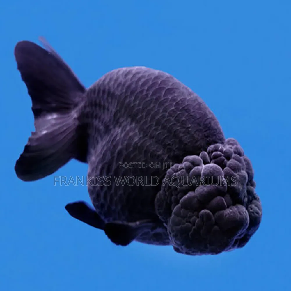 Black Lion Head Fish