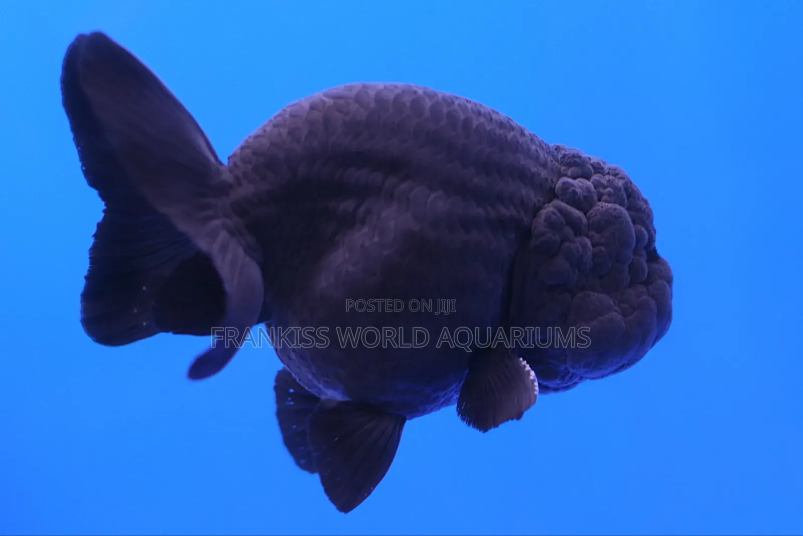 Black Lion Head Fish