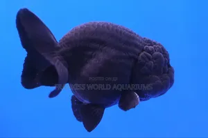 Black Lion Head Fish