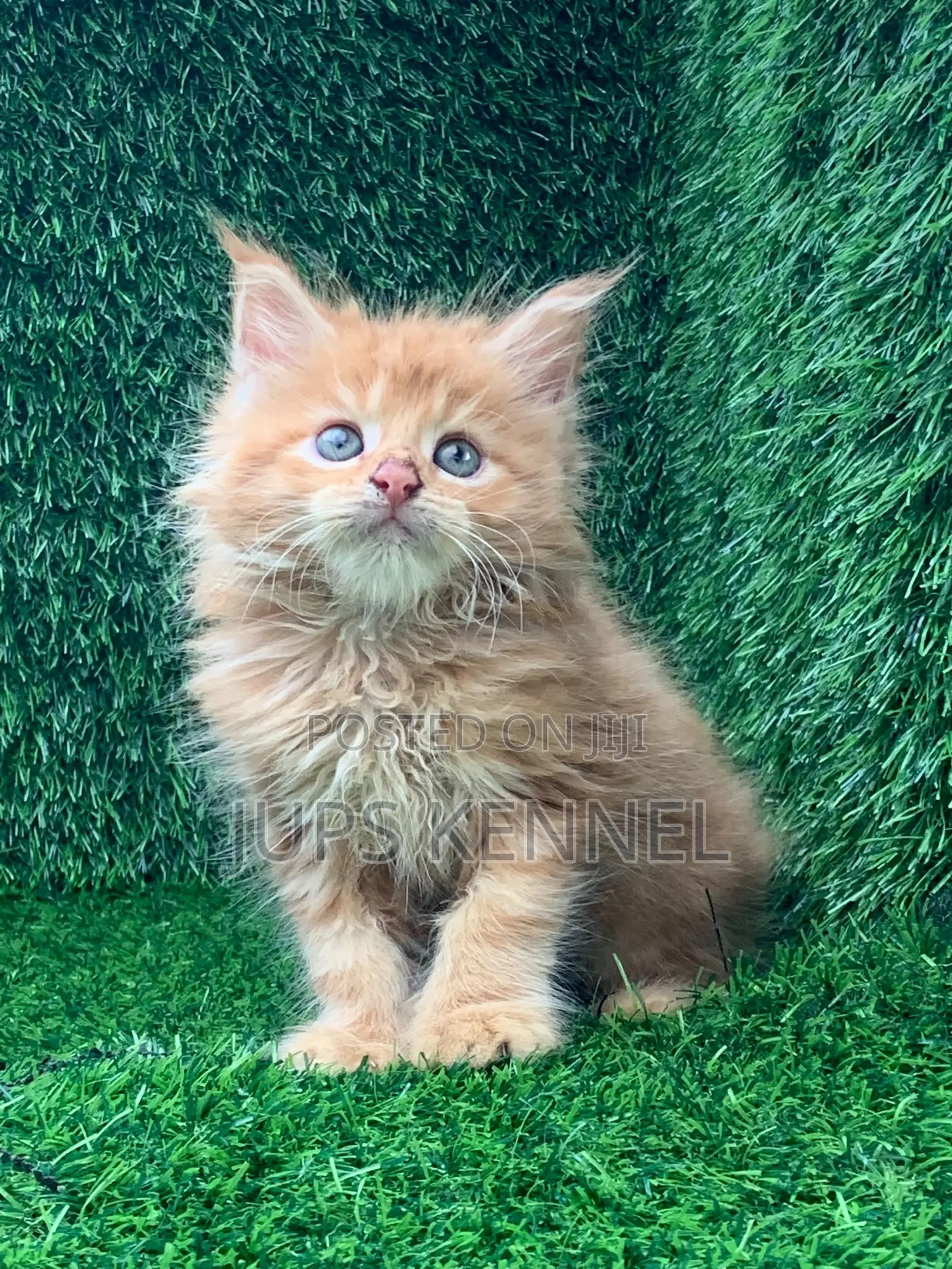 1-3 months Male Purebred Maine Coon