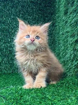 1-3 months Male Purebred Maine Coon