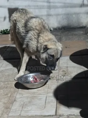 1+ year Female Purebred Caucasian Shepherd
