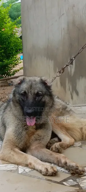 1+ year Female Purebred Caucasian Shepherd