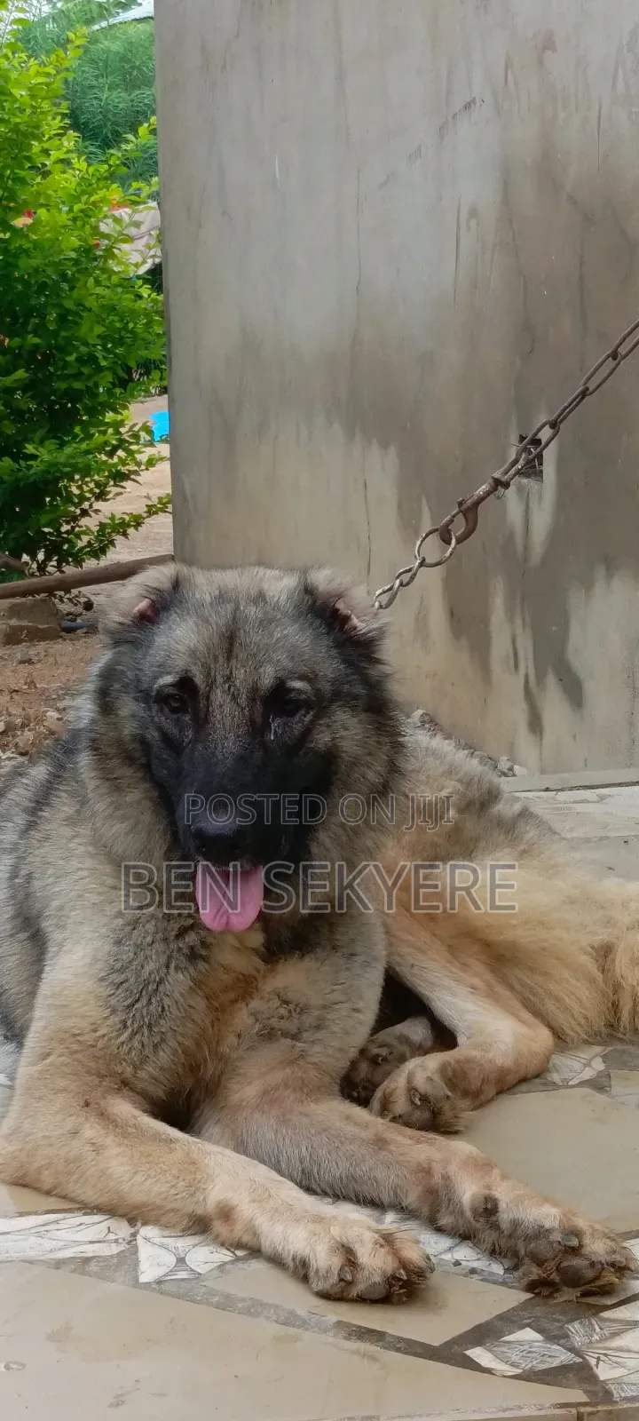 1+ year Female Purebred Caucasian Shepherd