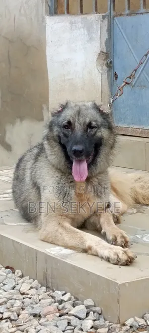 1+ year Female Purebred Caucasian Shepherd