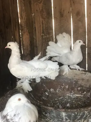 Pair of Indian Fantails