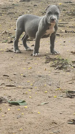 1-3 months Female Purebred American Pit Bull Terrier