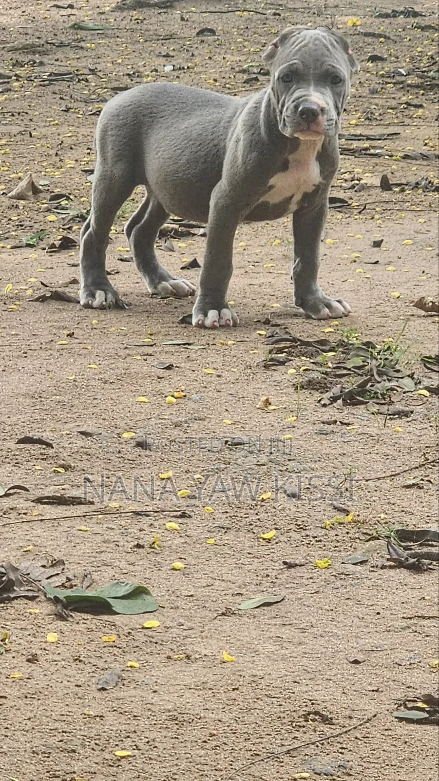 1-3 months Female Purebred American Pit Bull Terrier