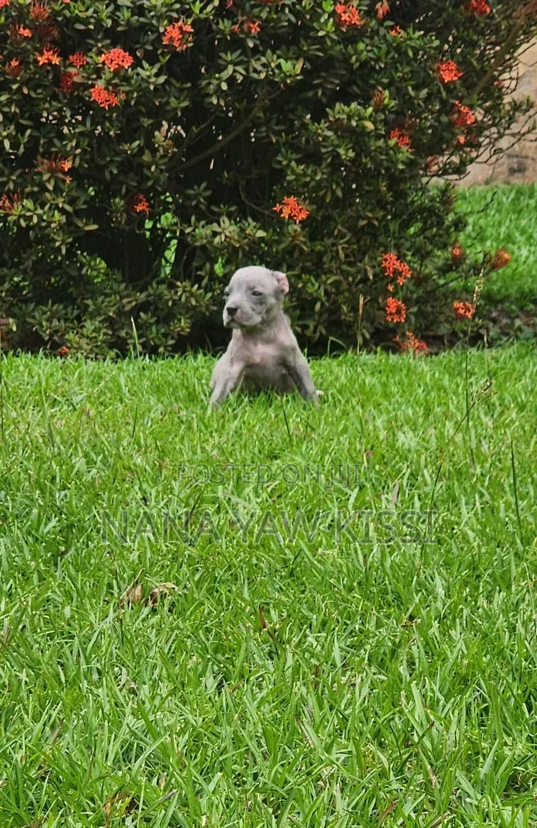 1-3 months Female Purebred American Pit Bull Terrier