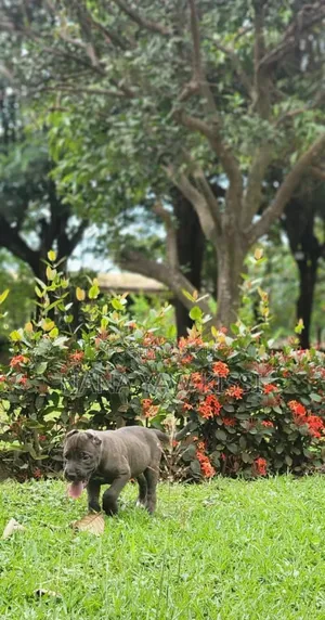 1-3 months Female Purebred American Pit Bull Terrier