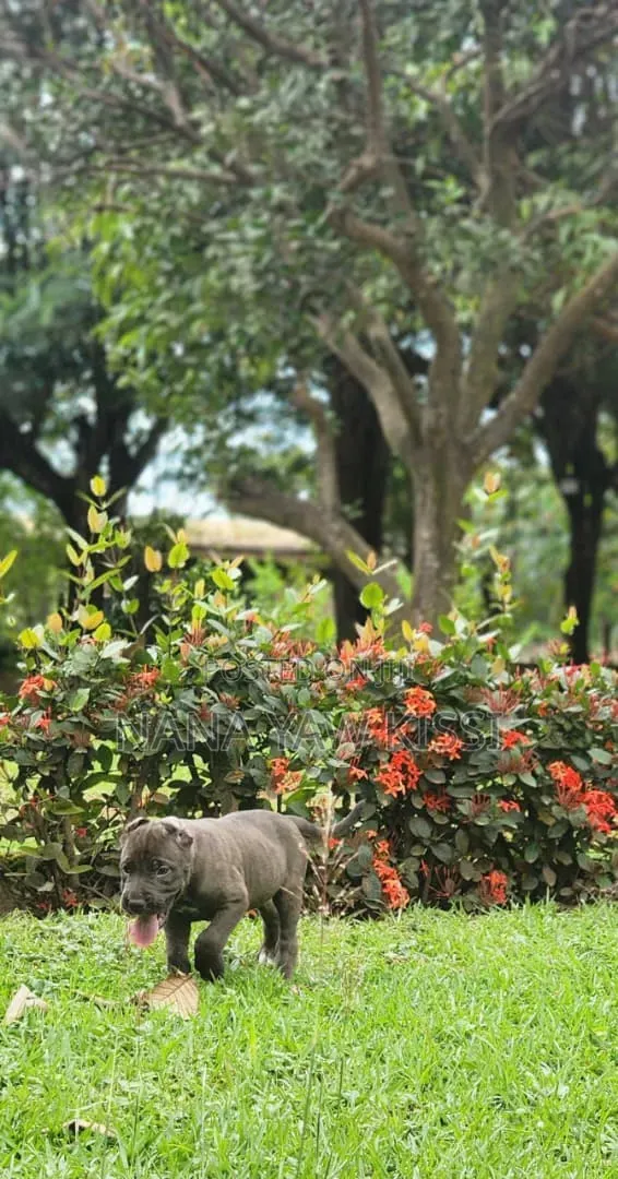 1-3 months Female Purebred American Pit Bull Terrier