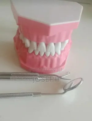 Dental Teeth Anatomy