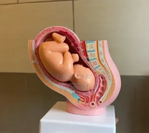 Womb Anatomy 16cm Height