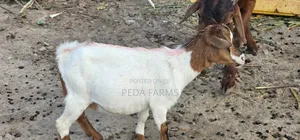 Goats for Meat and Breeding (1500 - 5000)
