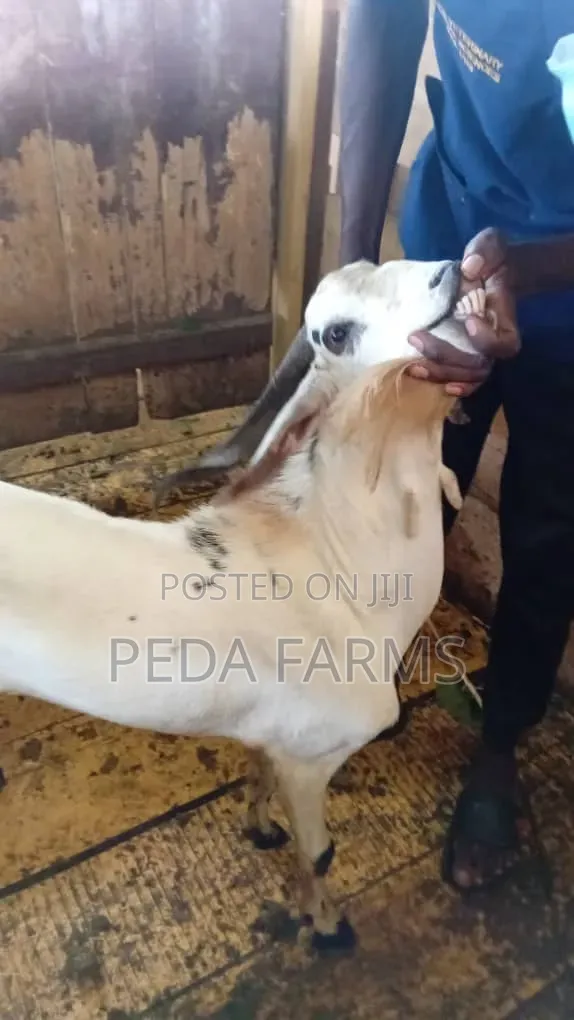 Goats for Meat and Breeding (1500 - 5000)
