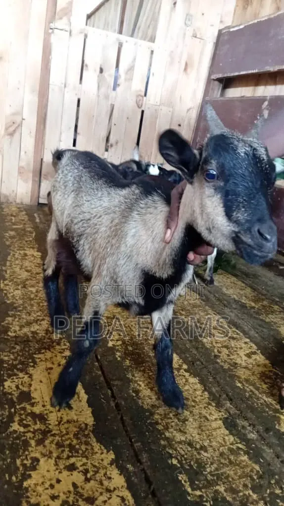 Goats for Meat and Breeding (1500 - 5000)