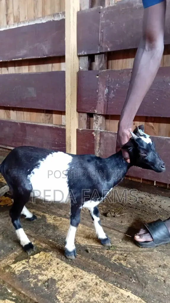 Goats for Meat and Breeding (1500 - 5000)