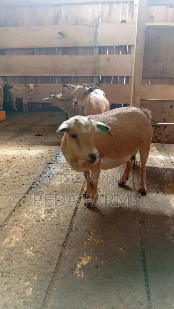 Goats for Meat and Breeding (1500 - 5000)