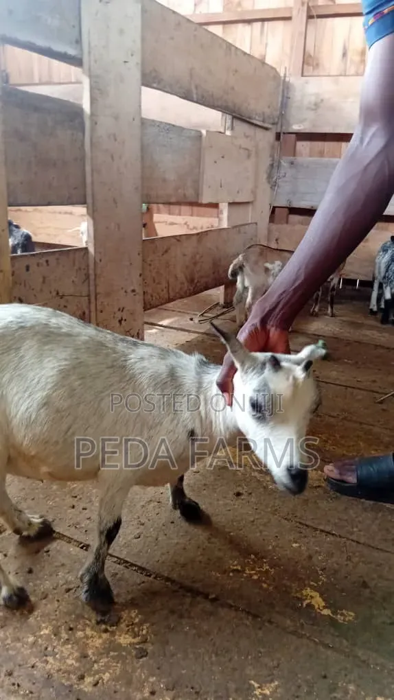 Goats for Meat and Breeding (1500 - 5000)