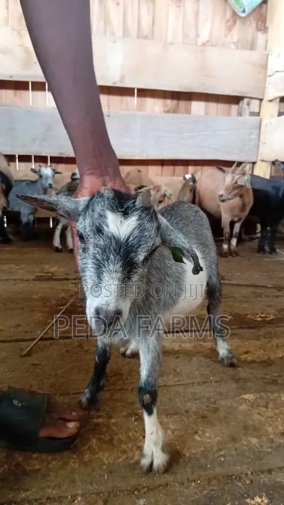 Goats for Meat and Breeding (1500 - 5000)