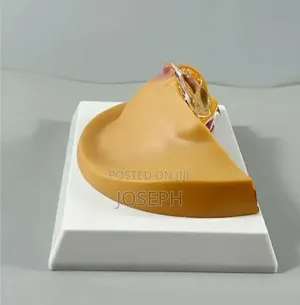 Breast Anatomy