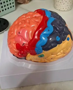 Full Brain Anatomy