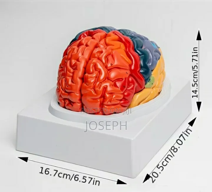Full Brain Anatomy
