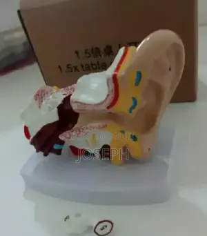 Human Ear Anatomy
