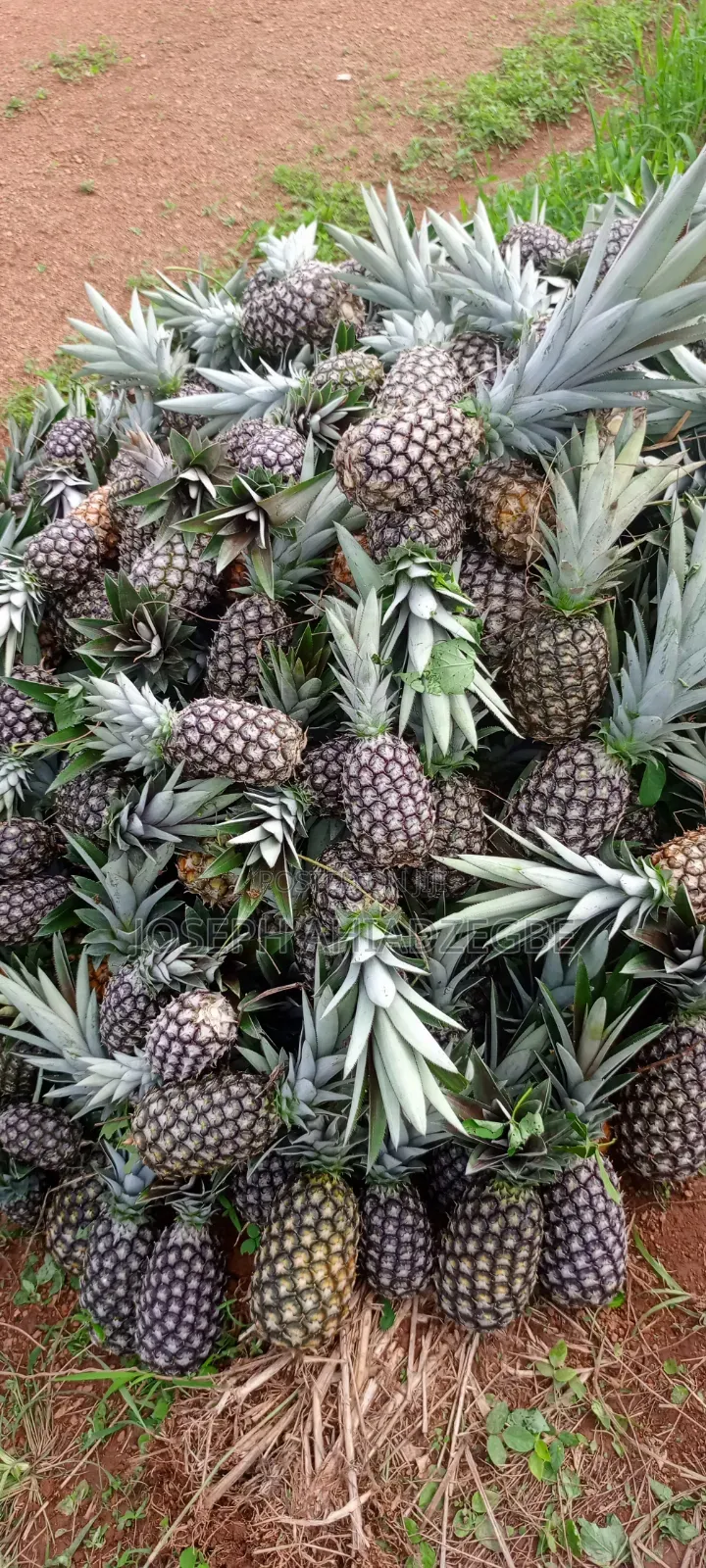 Sugar Loaf Pineapple for Sale.