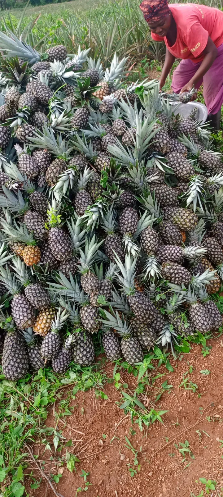 Sugar Loaf Pineapple for Sale.