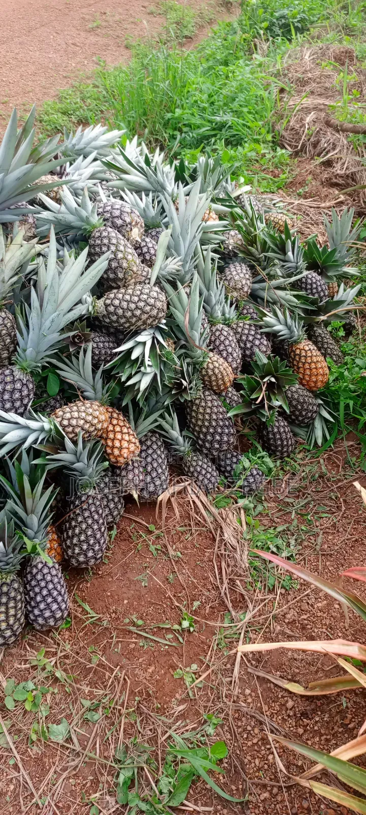 Sugar Loaf Pineapple for Sale.