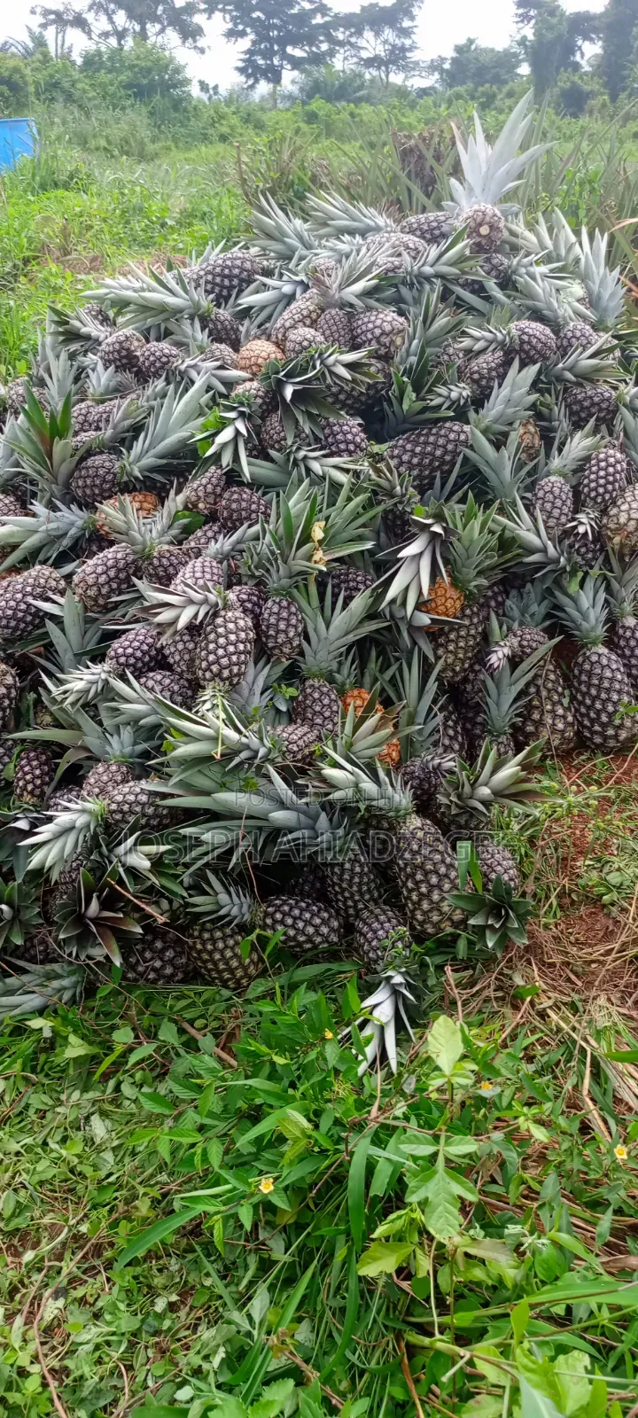 Sugar Loaf Pineapple for Sale.