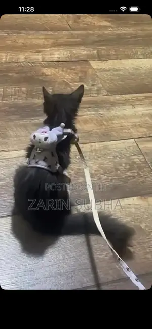 1-3 months Male Mixed Breed Maine Coon