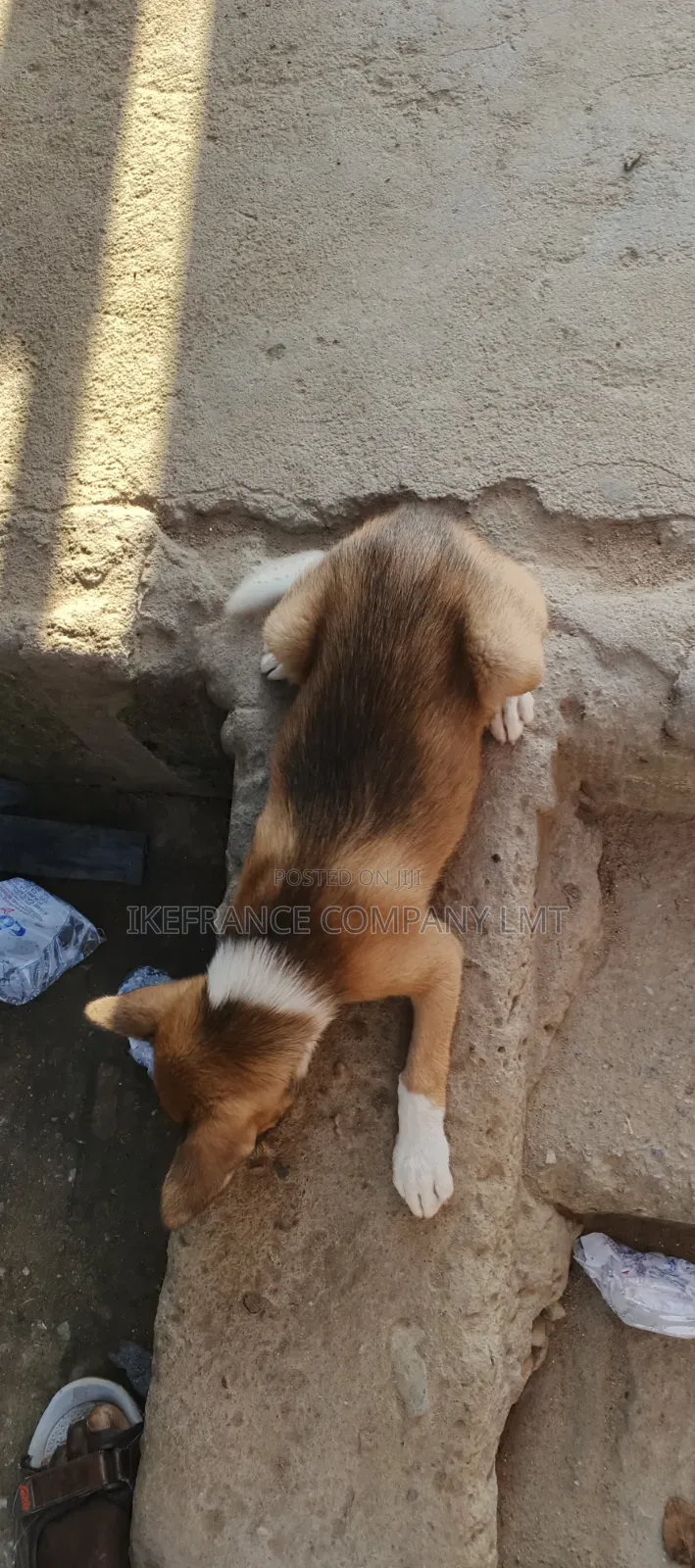 1-3 months Male Mixed Breed American English Coonhound