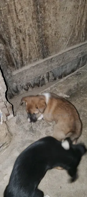1-3 months Male Mixed Breed American English Coonhound