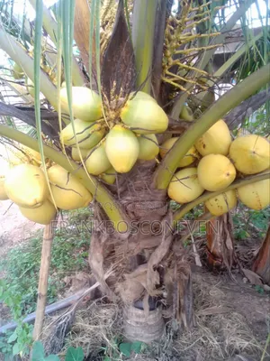 Dwarf Coconut Nursery