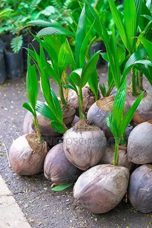 Dwarf Coconut Nursery