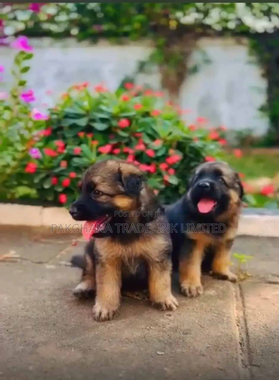 1-3 months Male Purebred German Shepherd