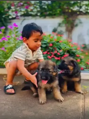 1-3 months Male Purebred German Shepherd