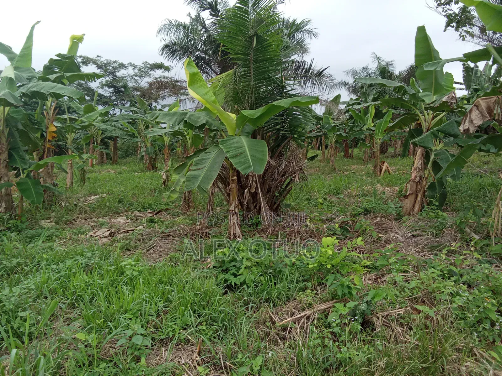 Plot of Land Asuofua Asaaman