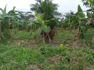 Plot of Land Asuofua Asaaman