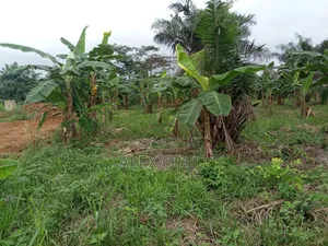 Plot of Land Asuofua Asaaman