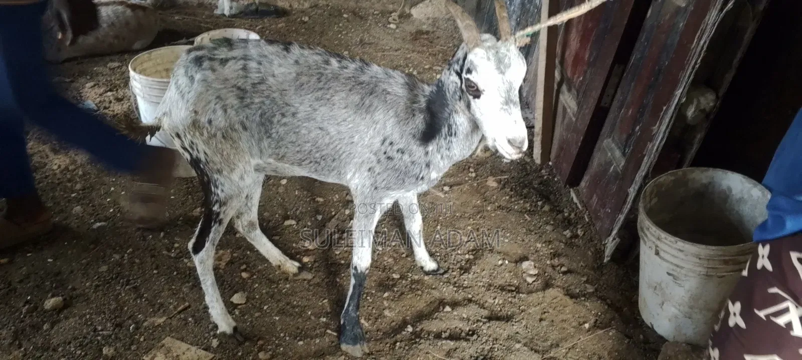 Sahelian Goat