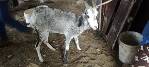 Sahelian Goat