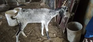 Sahelian Goat