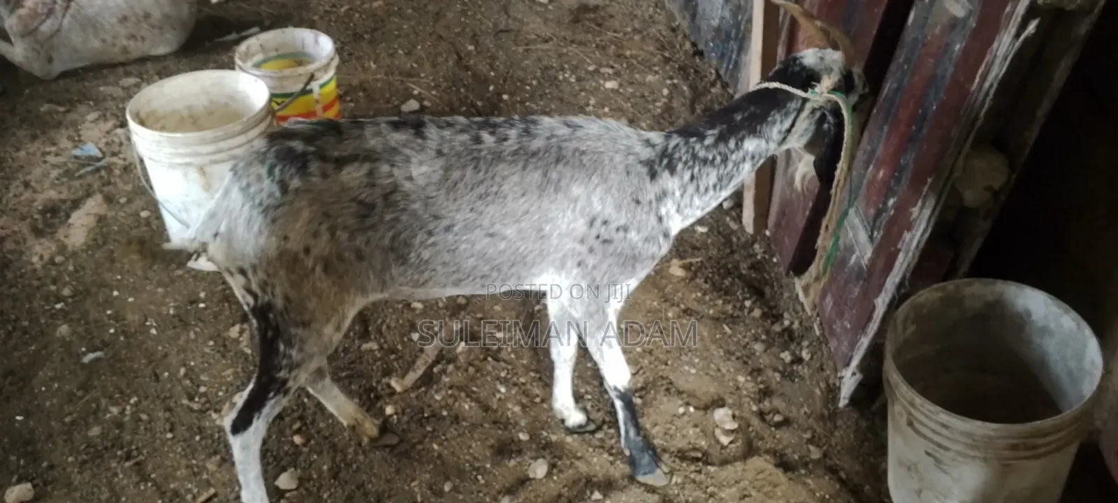 Sahelian Goat