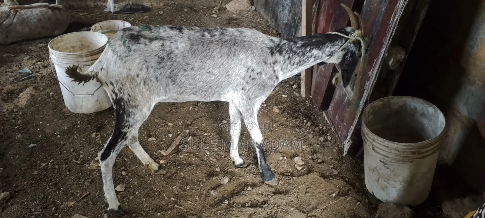 Sahelian Goat