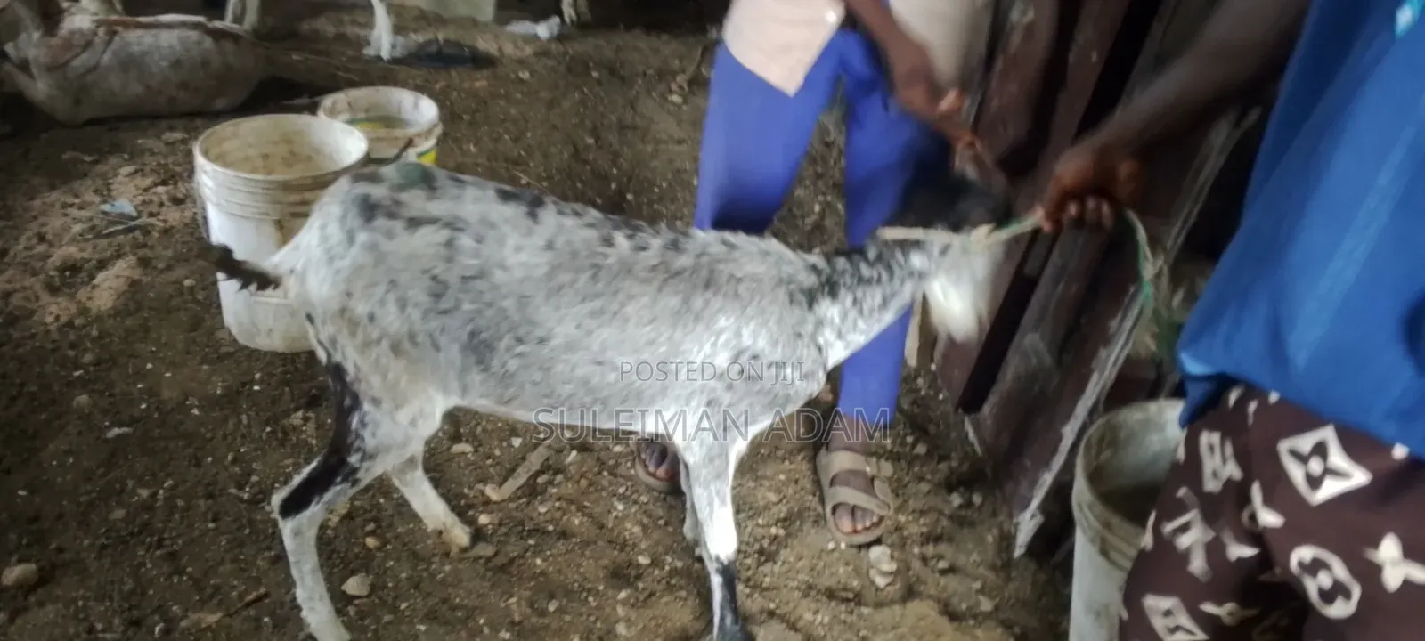 Sahelian Goat