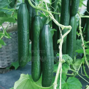 F1 Vihan Cucumber Seeds