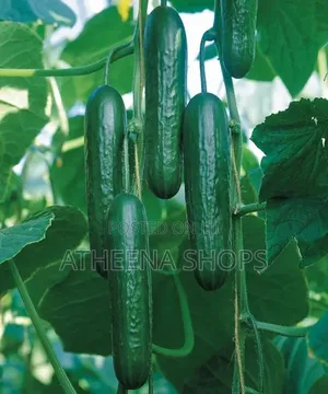 F1 Vihan Cucumber Seeds